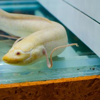 Aujourd'hui, on connaît six espèces de dipneustes réparties en trois genres (celui-ci est un albinos). © arliftatoz2205, Adobe Stock
