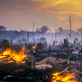 La forêt&nbsp;amazonienne abrite une biodiversité exceptionnelle et une végétation essentielle pour la médecine.&nbsp;© Brasil2, iStock