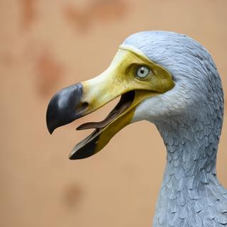 Reconstruction d'un dodo. © alessandrozocc, Adobe Stock