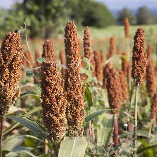 Campos de milho. © Venusangel, Fotolia