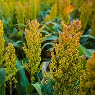 Campos de milho. © Kyle Spradely, Flickr, CC by-nc 2.0