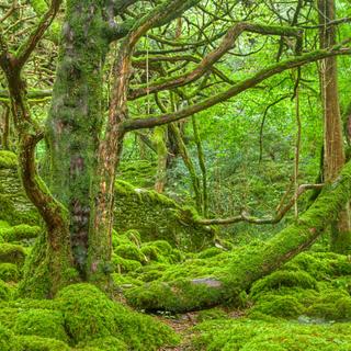 A Floresta Esmeralda. © Nicolas Raymond, CC by-nc 2.0