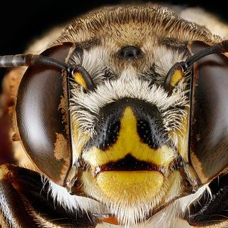 Macro na fêmea Centris-fasciata. © USGS Bee Inventory e M-CC BY-NC 2.0