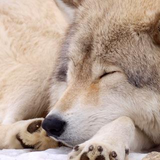 O lobo é um animal fascinante de descobrir. © Eric Bégin, Wikimedia commons, CC by-nc 2.0