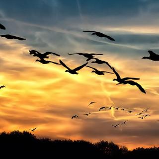 O que sabemos sobre a gripe aviária? © Foto-Rabe - Domínio público