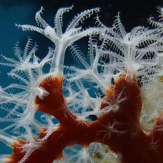 Pólipos de coral capturados em Cassis. © Jean-Georges Harmelin   