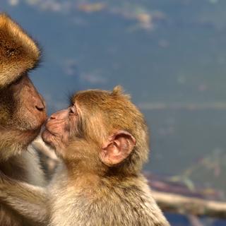 Singes de barbarie. © Ariesa66 - Domaine Public