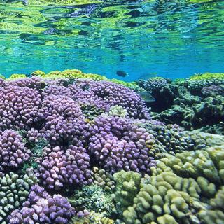 Reserva da Biosfera de Fakarava. Vista do recife de coral, que quase aflora na superfície. © Fotógrafo Alexis Rosenfeld - Todos os direitos reservados