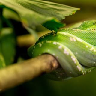 Les morsures de serpent surviennent surtout en milieu rural et principalement dans les pays tropicaux. © SeppH, Pixabay, DP&nbsp;