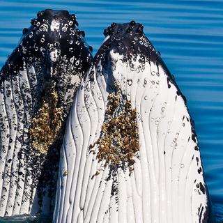 Cetáceos, esses animais fascinantes. © Michael Dawes - CC BY-NC 2.0