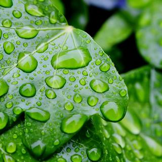 La récupération de l'eau de pluie est une bonne astuce. © Alexas Fotos, DP