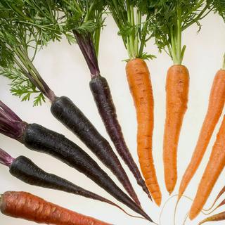 Variétés des carottes sélectionnées pour leurs diverses couleurs. © Stephen Ausmus, Wikimedia commons, DP