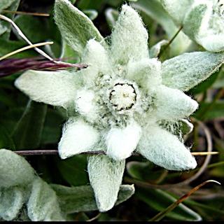 L&#39;edelweiss est une fleur des montagnes fascinante. © Buster Brown, CC by-nc 3.0