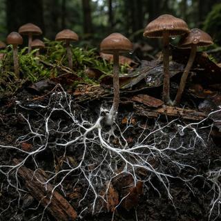 Certains champignons ont développé un réseau titanesque à l'échelle du globe, qui&nbsp;se cache sous nos pieds. ©&nbsp;Furii Collection,&nbsp;Adobe Stock