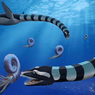 Dois indivíduos de Traskasaura sandrae caçam a amonite Pachydiscus no Pacífico Norte durante o Cretáceo Superior. Traskasaura sandrae, hoje nomeado no Journal of Systematic Paleontology, foi declarado um fóssil provincial da Colúmbia Britânica em 2023. © Robert O. Clark