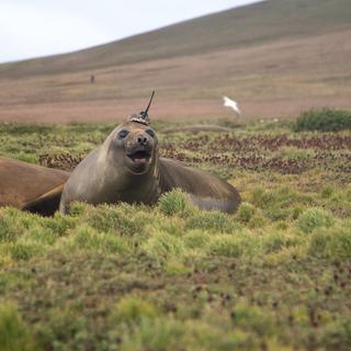 Éléphant de mer avec un dispositif de mesures aux îles Kerguelen. © Université de la Sorbonne, Étienne Pauthenet