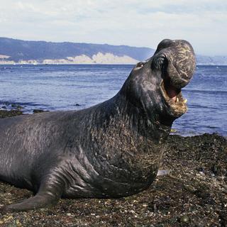 Les phoques sont utilisés depuis longtemps pour étudier l&#39;océanographie physique des régions polaires. Cette fois-ci, ce sont les régions tempérées, telles que l&#39;océan Pacifique Nord, que les chercheurs vont étudier avec les données recueillies par les éléphants de mer.&amp;nbsp;© Slowmotiongli, Getty Images
