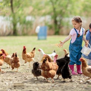 Pourquoi les enfants ayant grandi à la ferme ont-ils statistiquement moins d'allergies que les citadins ? ©BGstock72, Adobe Stock