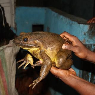 Esse sapo é o maior do mundo, um monstro de 3,3 quilos que constrói ninho e não coaxa. © Marvin Schäfer, sapos e amigos