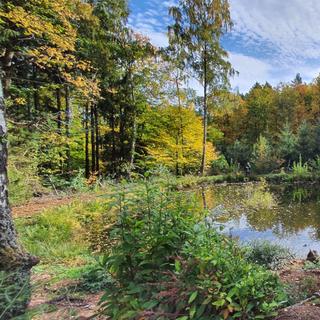 Les petites parcelles de forêt privée jouent un grand rôle dans l'équation&nbsp;de la transition écologique. Aussi, comment sensibiliser à la gestion forestière des centaines de milliers de particuliers propriétaires de ces petites forêts ?&nbsp;©&nbsp;Franck, Adobe Stock