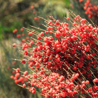 As propriedades terapêuticas da éfedra são conhecidas há pelo menos 15.000 anos. © Alwih, Adobe Stock