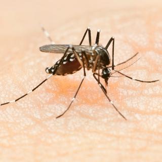 Seules 5 espèces de moustiques sur 3 500 causent 95 % des infections et les chercheurs travaillent à les éliminer. © Flubydust, iStock
