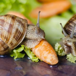 Esses caracóis da Borgonha comem salada e cenoura, mas há plantas que eles apreciam ainda mais. São úteis para desviá-los dos nossos amados vegetais. © Barillo_Picture, Adobe Stock