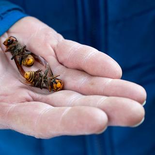 As espécies invasoras constituem uma grave ameaça à biodiversidade: desempenham um “papel importante” em 60% das extinções. © ELAINE THOMPSON, Piscina, AFP