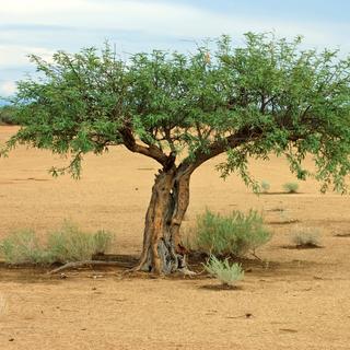 L'introduction du prosopis, supposé être un&nbsp;arbre miracle pour lutter contre la désertification,&nbsp;a viré au cauchemar et continue de ruiner l'économie de régions entières. © Colby Joe, iStock