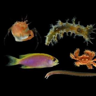 O que as estruturas subaquáticas revelaram superou todas as expectativas. © Academia de Ciências da Califórnia