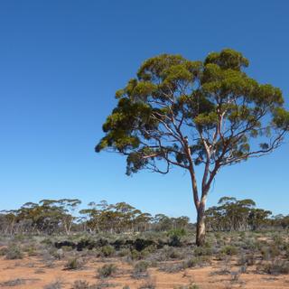 Cet eucalyptus présente une concentration anormalement élevée d’or dans ses feuilles, car il se situe à l’aplomb d’un gisement qui n’est pas exploité en raison de sa trop petite taille (les coûts d’extraction seraient trop importants). Avis aux amateurs… © Melvyn Lintern