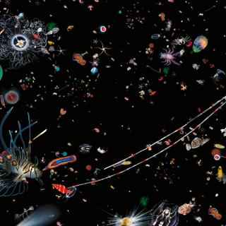 L&#39;exposition « Océan : une plongée insolite » se tient au Muséum national d&#39;histoire naturelle à Paris jusqu&#39;au 5 janvier 2020. L&#39;occasion de découvrir les fonds marins sous des facettes inédites. © MNHN, J.-C. Domenech.