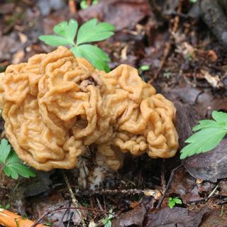 O falso morel (Gyromitra gigas) é um cogumelo tóxico e seu consumo regular não é recomendado, mesmo cozido. © Henri Koskinen, Adobe Stock