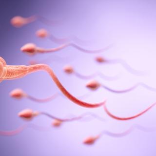 Um grande estudo internacional sugere que alguns parâmetros-chave da fertilidade masculina variam ao longo do ano. Os pesquisadores observaram notavelmente diferenças na mobilidade dos espermatozoides, elemento determinante nas chances de concepção. © Anusorn, Adobe Stock