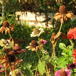 Por que as flores do seu jardim murcham rápido demais ©Verediana Hille, Adobe Stock