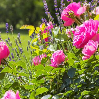 Quelles fleurs pouvez-vous consommer directement depuis votre jardin ? © stockpics, Adobe Stock