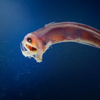 Os mares profundos são povoados por criaturas estranhas. © diegograndi, Adobe Stock