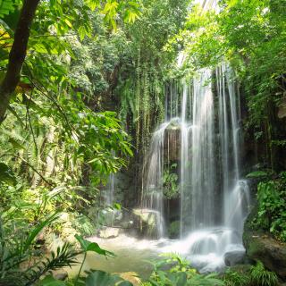 Em 2022, a crescente destruição da floresta tropical libertou o equivalente às emissões anuais de CO2 da Índia. © jimmyan8511, Adobe Stock   
