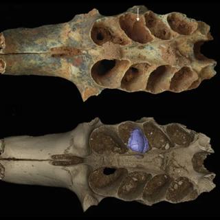 Fragment de crâne de mammifère fossile montrant une alvéole dentaire comblée par des sédiments, et une surprise. ©&nbsp;Lazaro Viñola López