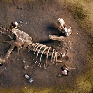 O radar de penetração no solo, um método geofísico não destrutivo, pode ser particularmente útil para a prospecção paleontológica. © tráfego, Adobe Stock