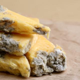 Les moisissures présentes sur certains fromages sont issues de champignons volontairement introduits par l'Homme durant leur fabrication.&nbsp;© suyu, Adobe Stock