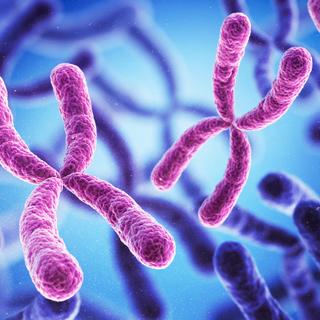 Longtemps considéré comme largement inactif, le second chromosome X des femmes pourrait en réalité participer à la régulation de nombreux gènes liés au cerveau. Une piste qui pourrait aider à comprendre pourquoi l’autisme est moins souvent diagnostiqué chez les filles. © Anusorn, Adobe Stock