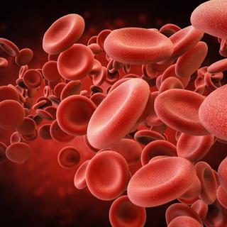 La bêta-thalassémie affecte la fonction et la survie des globules rouges. © phonlamaiphoto