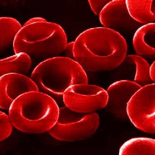 La bêta-thalassémie provoque une anémie notamment en réduisant l&#39;efficacité et la durée de vie des globules rouges. © DR