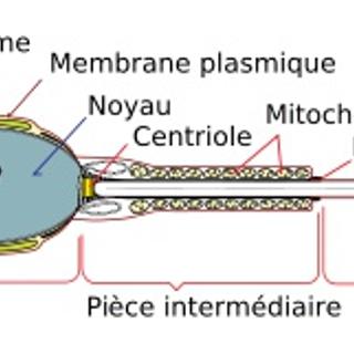 apa cite generator