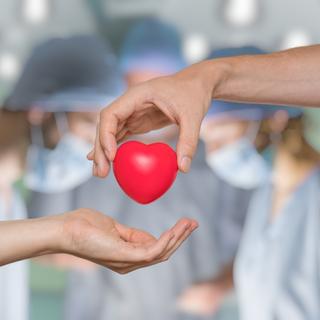Cirurgiões americanos transplantaram com sucesso um coração ainda batendo de um doador com morte cardíaca. © vchalup, Adobe Stock