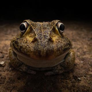 Este ano, a Comedy Wildlife Photography recebeu quase 9.000 inscrições no total, de 98 países diferentes. © Kingston Tam / Nikon Comedy Wildlife