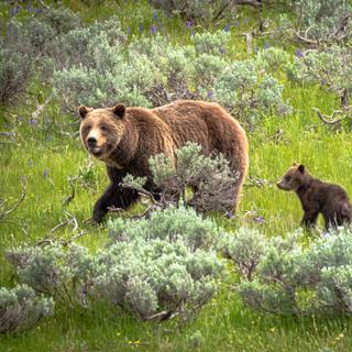 Pour voir des ours, ici une famille de grizzlys, directement le parc de Yellowstone aux États-Unis. © Dennis, Adobe Stock