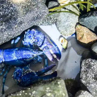 Netuno, a lagosta azul capturada na costa da Nova Inglaterra. © Matthew Modoono, Universidade do Nordeste