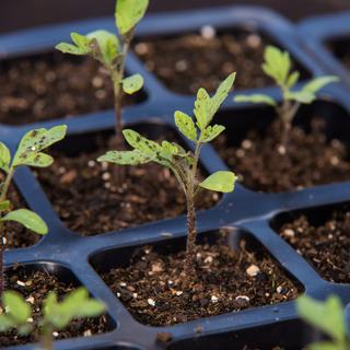 Jeunes plants de tomate fraîchement levés après le semis.&nbsp;©Taras Garkusha, AdobeStock